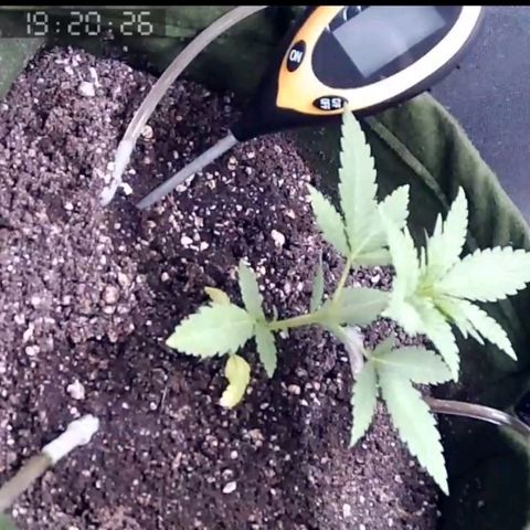 Critical Kush BarneysFarm growlog timeline photo