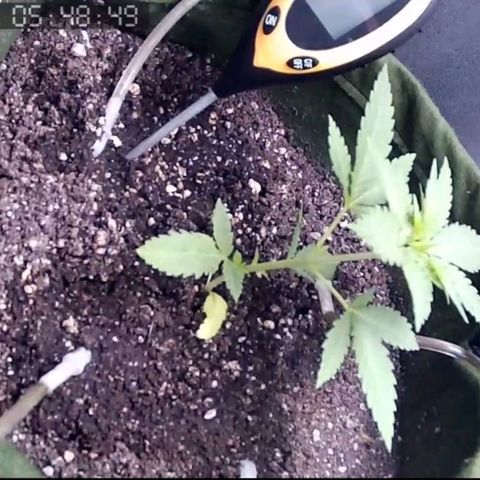 Critical Kush BarneysFarm growlog timeline photo