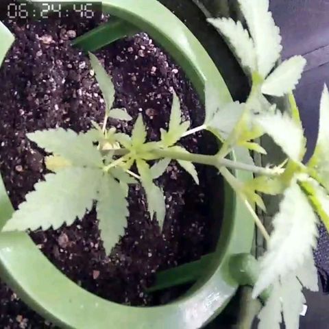 Critical Kush BarneysFarm growlog timeline photo