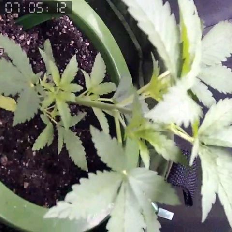 Critical Kush BarneysFarm growlog timeline photo