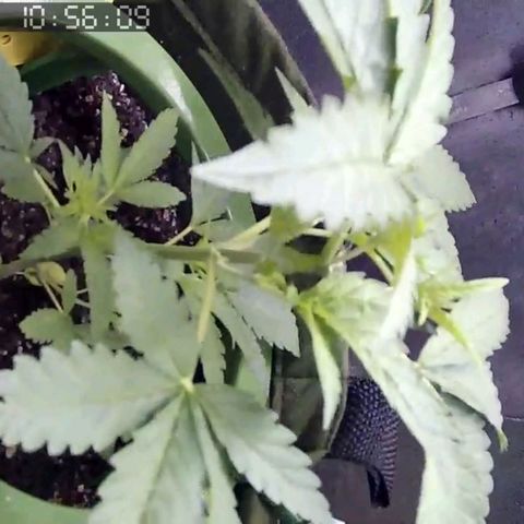 Critical Kush BarneysFarm growlog timeline photo