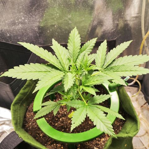 Critical Kush BarneysFarm growlog timeline photo