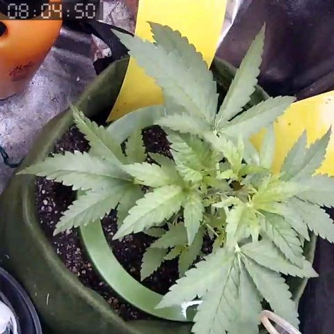 Critical Kush BarneysFarm growlog timeline photo
