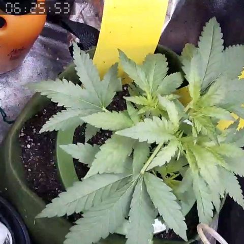 Critical Kush BarneysFarm growlog timeline photo