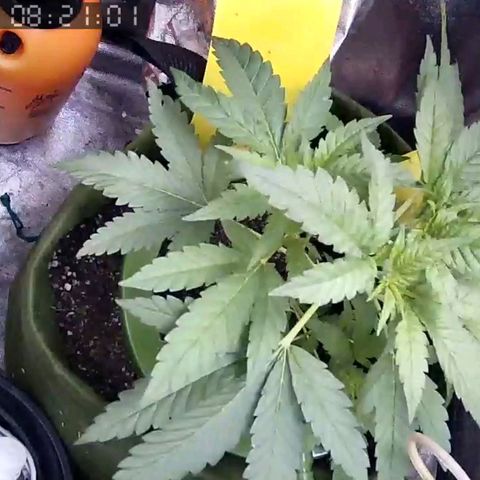 Critical Kush BarneysFarm growlog timeline photo
