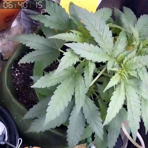 Critical Kush BarneysFarm growlog timeline photo