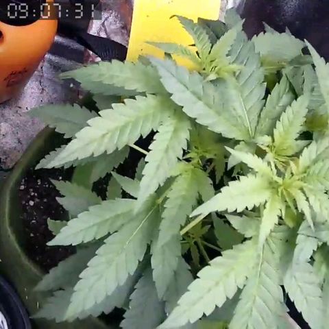 Critical Kush BarneysFarm growlog timeline photo