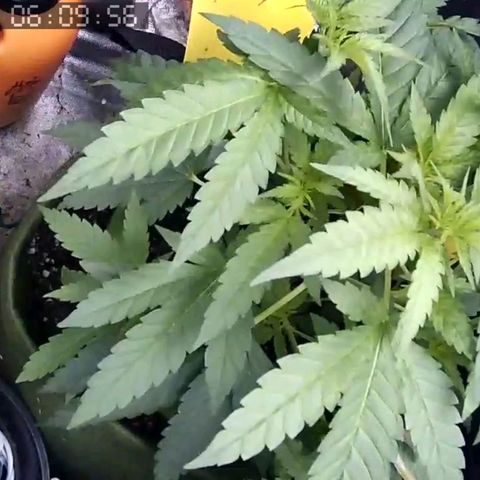 Critical Kush BarneysFarm growlog timeline photo