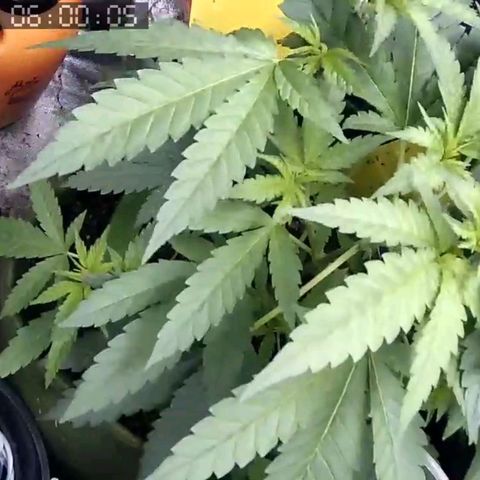 Critical Kush BarneysFarm growlog timeline photo