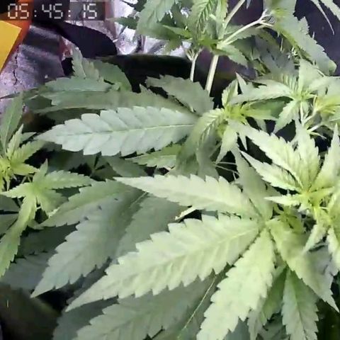 Critical Kush BarneysFarm growlog timeline photo