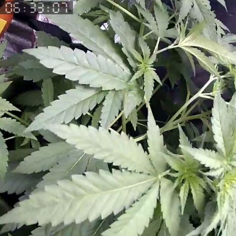 Critical Kush BarneysFarm growlog timeline photo