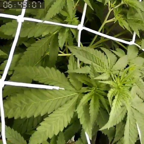 Critical Kush BarneysFarm growlog timeline photo