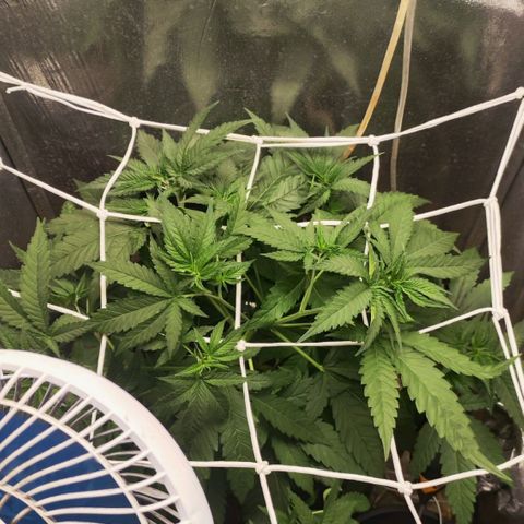 Critical Kush BarneysFarm growlog timeline photo