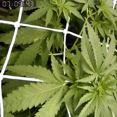 Critical Kush BarneysFarm growlog timeline photo