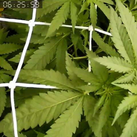 Critical Kush BarneysFarm growlog timeline photo