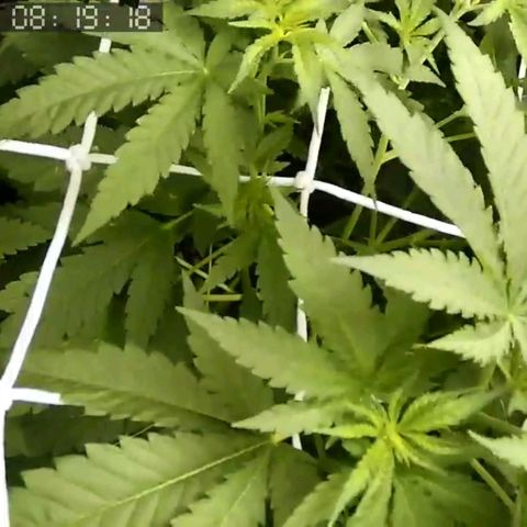 Critical Kush BarneysFarm growlog timeline photo