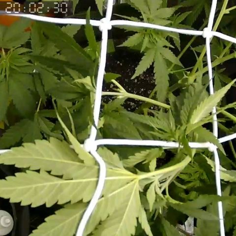 Critical Kush BarneysFarm growlog photo: Desfolhação feita, última noite antes de trocar para 12h