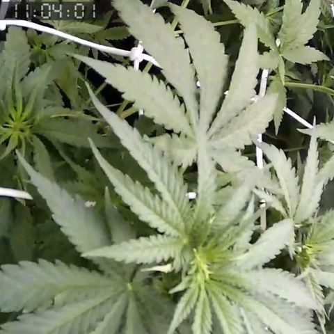 Critical Kush BarneysFarm growlog timeline photo