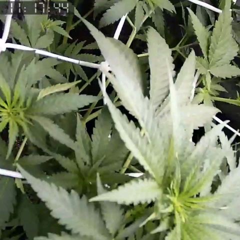 Critical Kush BarneysFarm growlog timeline photo