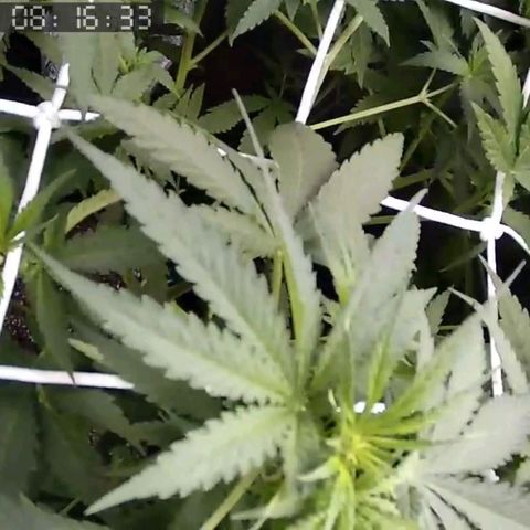 Critical Kush BarneysFarm growlog timeline photo