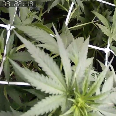 Critical Kush BarneysFarm growlog timeline photo