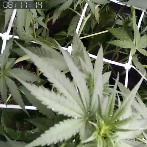 Critical Kush BarneysFarm growlog timeline photo