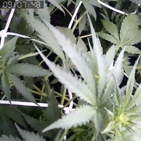 Critical Kush BarneysFarm growlog timeline photo