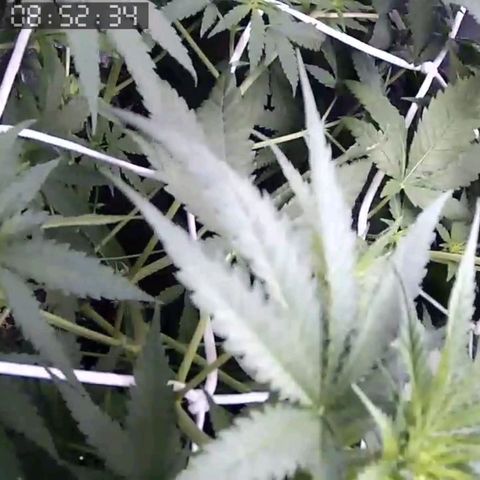 Critical Kush BarneysFarm growlog timeline photo