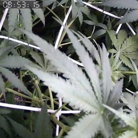 Critical Kush BarneysFarm growlog timeline photo