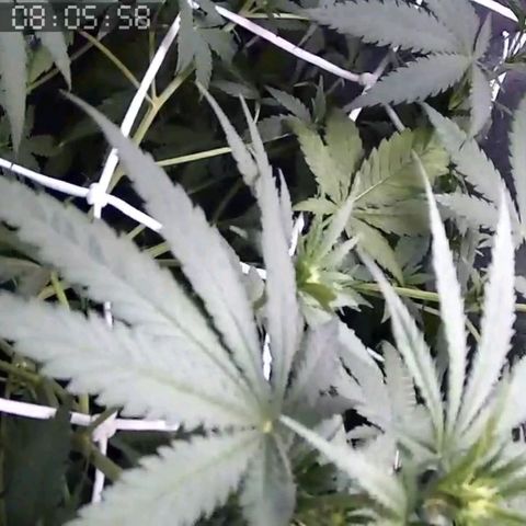 Critical Kush BarneysFarm growlog timeline photo
