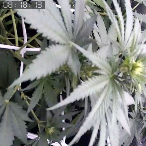 Critical Kush BarneysFarm growlog timeline photo