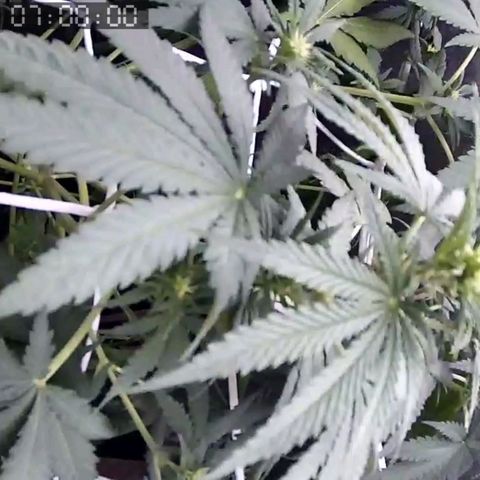 Critical Kush BarneysFarm growlog timeline photo