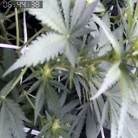 Critical Kush BarneysFarm growlog timeline photo