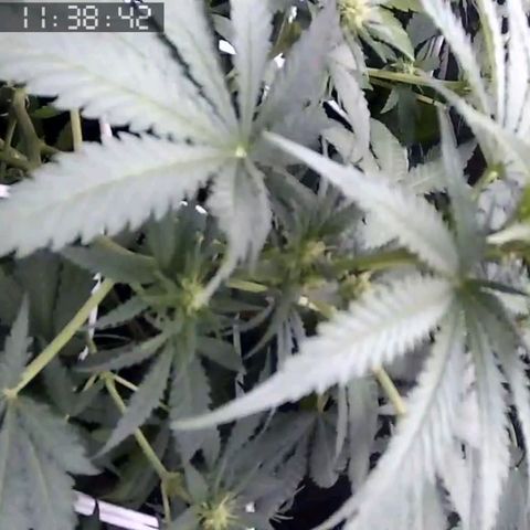 Critical Kush BarneysFarm growlog timeline photo