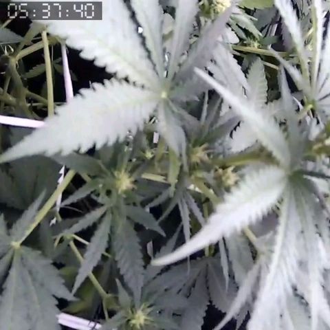 Critical Kush BarneysFarm growlog timeline photo