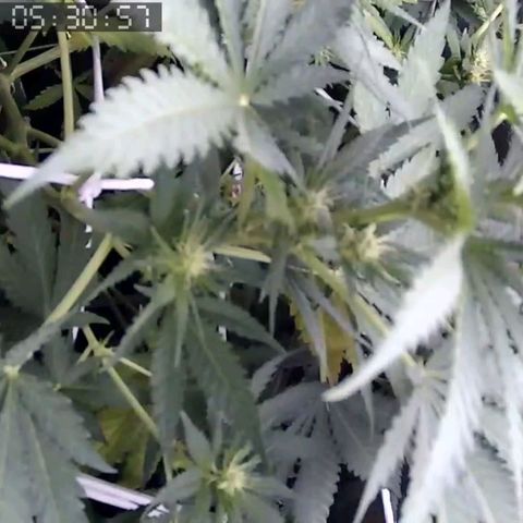 Critical Kush BarneysFarm growlog timeline photo