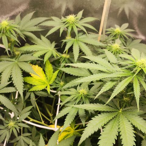 Critical Kush BarneysFarm growlog timeline photo