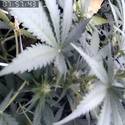 Critical Kush BarneysFarm growlog timeline photo