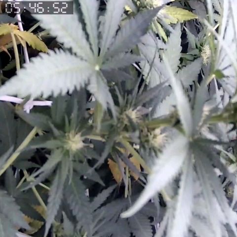 Critical Kush BarneysFarm growlog timeline photo