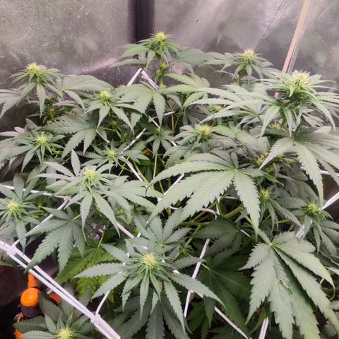 Critical Kush BarneysFarm growlog timeline photo