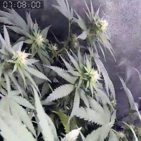 Critical Kush BarneysFarm growlog timeline photo