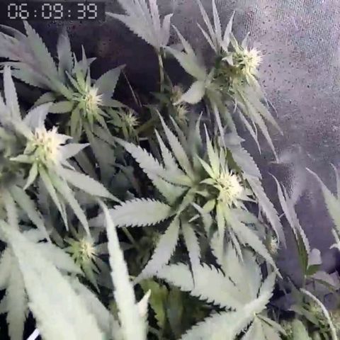 Critical Kush BarneysFarm growlog timeline photo