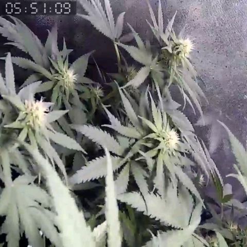 Critical Kush BarneysFarm growlog timeline photo