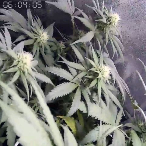 Critical Kush BarneysFarm growlog timeline photo