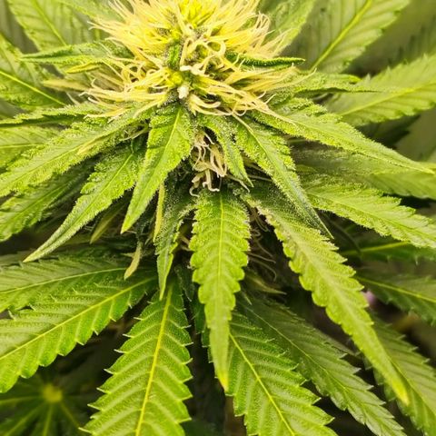 Critical Kush BarneysFarm growlog timeline photo