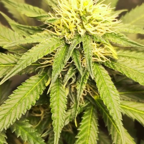 Critical Kush BarneysFarm growlog timeline photo