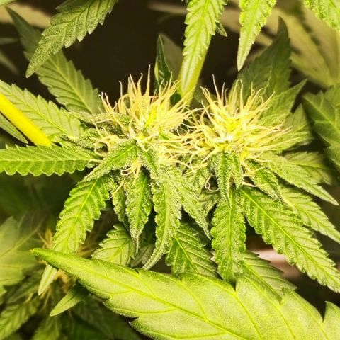 Critical Kush BarneysFarm growlog timeline photo