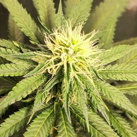 Critical Kush BarneysFarm growlog timeline photo