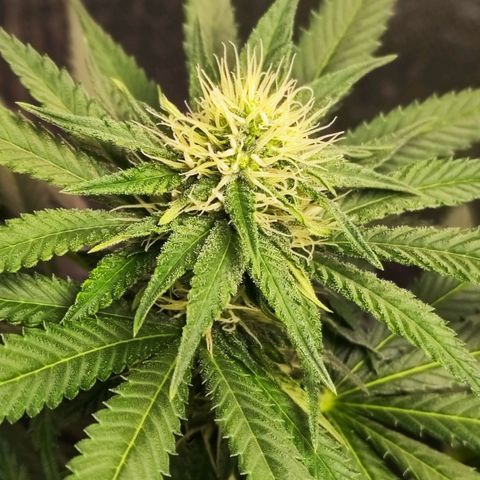 Critical Kush BarneysFarm growlog timeline photo