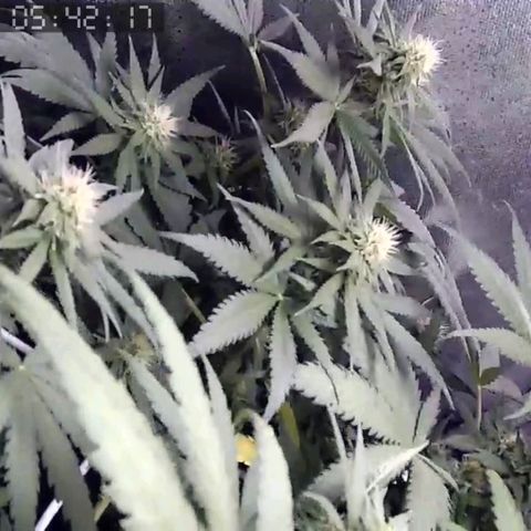 Critical Kush BarneysFarm growlog timeline photo